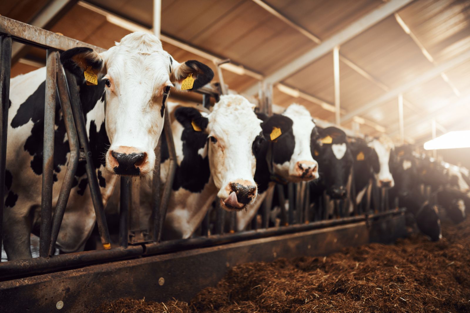 Livestock farming contributes significantly to numerous environmental harm including produces pollutants like manure runoff that contaminate water and air (Photo: Getty Images)