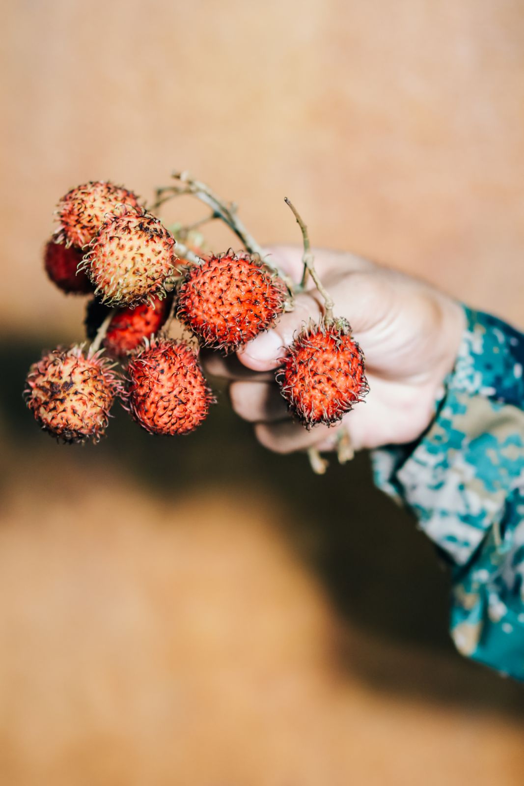 Rambutan at Shinta Mani Wild