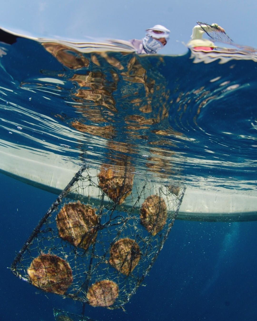 Jewelmer's pearl farm