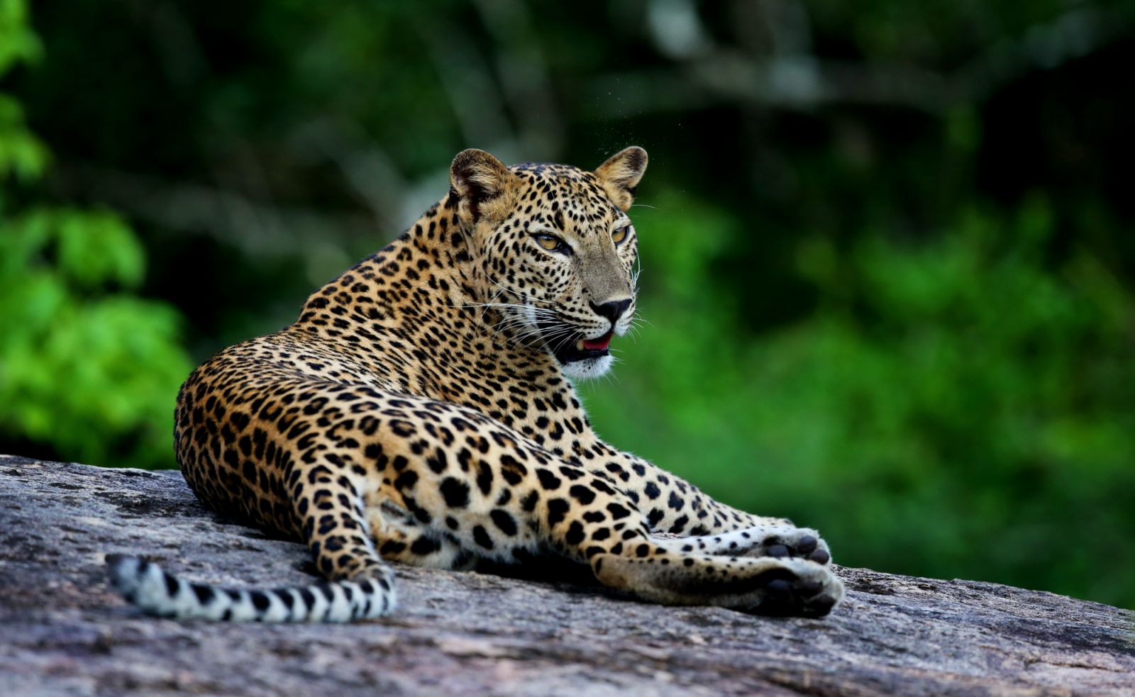 Leopard at Wild Coast Tented Lodge