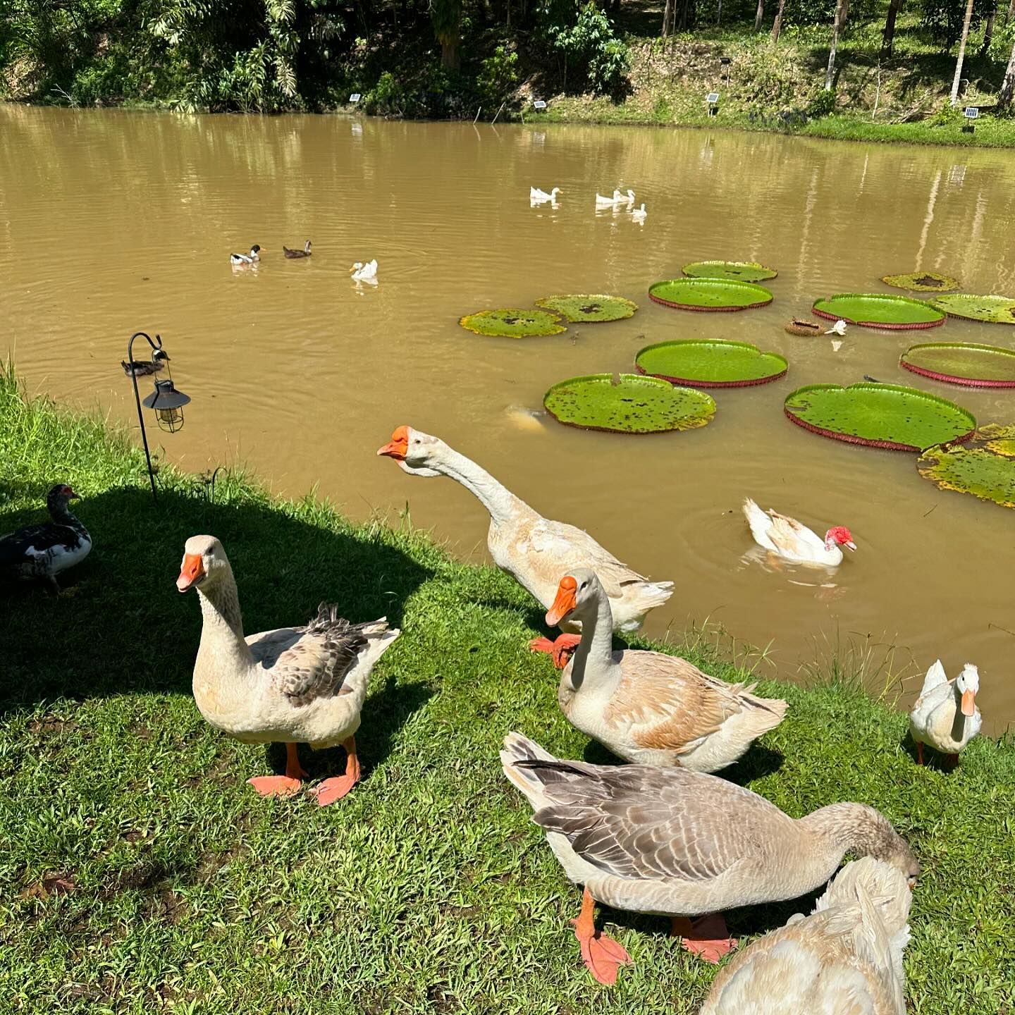 Baan Suan Gong (Photo: Facebook.com/@Baan Suan Gong Phang Nga)