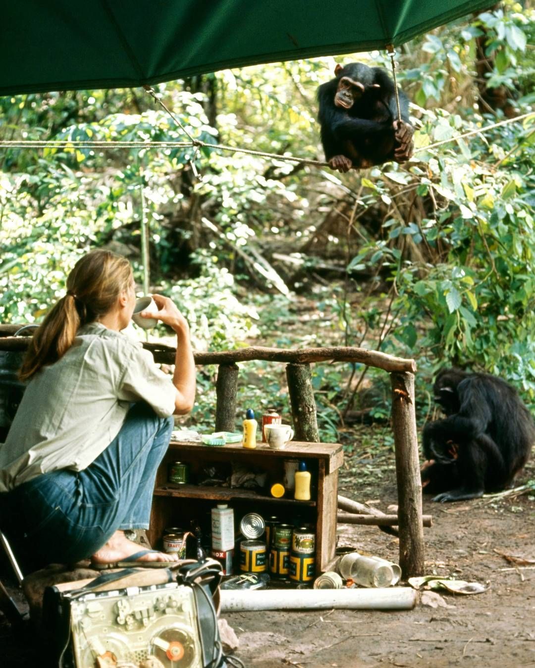 ดร.เจน กูดดอลล์ (Dr.Jane Goodall) ขณะศึกษาชิมแปนซี (ภาพ: Instagram/@janegoodallinst)