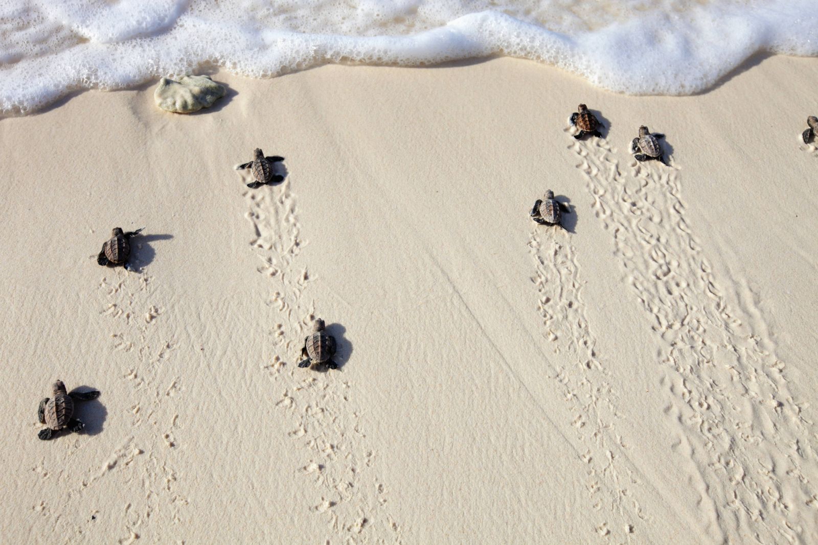 Hawksbill turtle (Eretmochelys imbricata). Endangered species. Hatchlings heading down beach to the sea. Cousine Island.Seychelles. Dist. Tropical and subtropical oceans worldwide.
