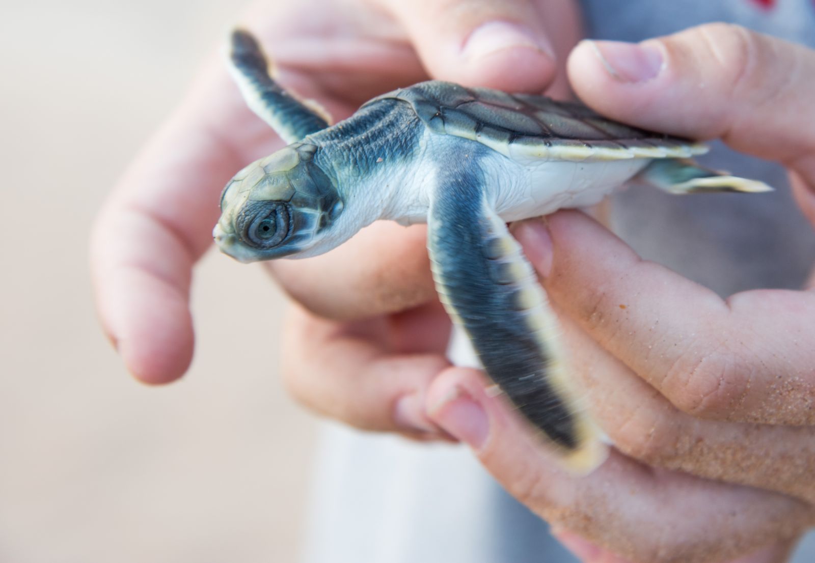 A person holding tiny flatback sea turtle hatchling on Bare Sand Island in the Northern Territory of Australia