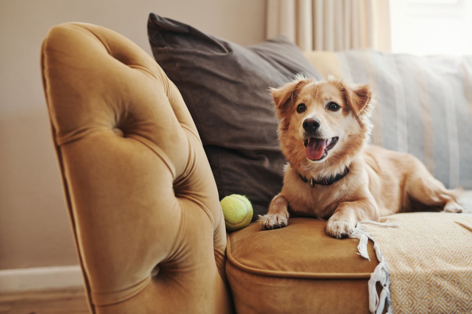 Pets, such as dogs, enjoy lounging on couches at home (Photo: Getty Images)