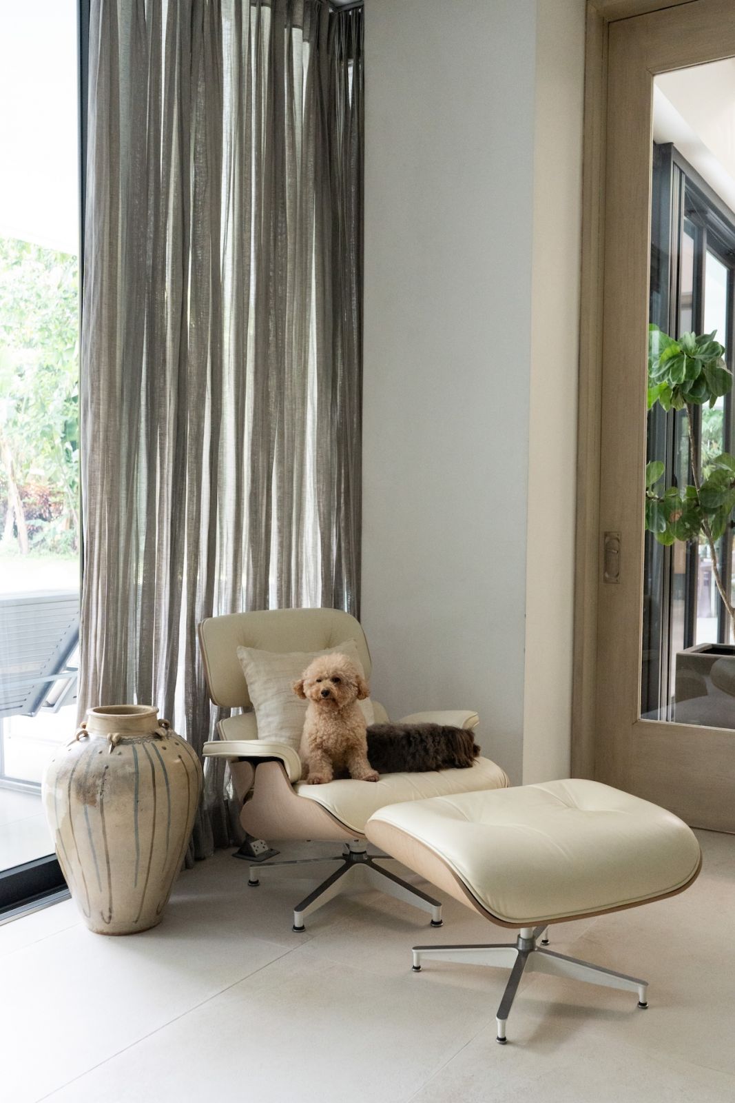The Delgados’ dogs Bond and Felix resting on the lounge chair
