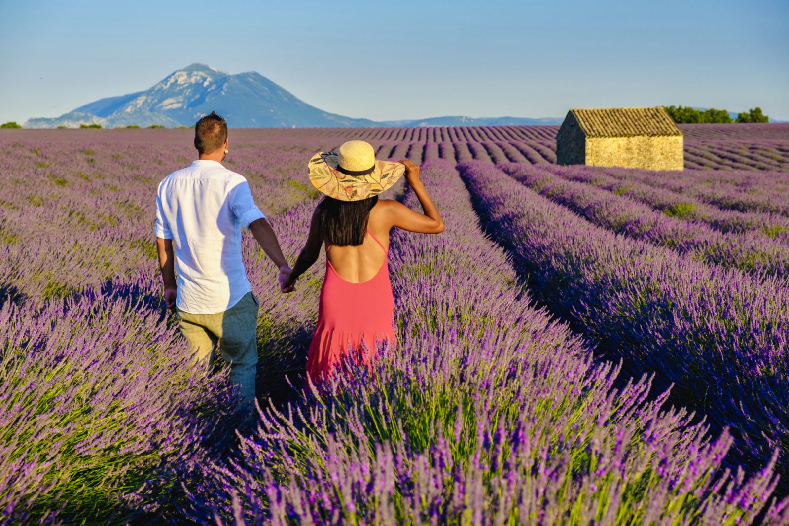 Provence, Lavender field France, Valensole Plateau, a colorful field of Lavender Valensole Plateau, Provence, Southern France Couple men and women on vacation