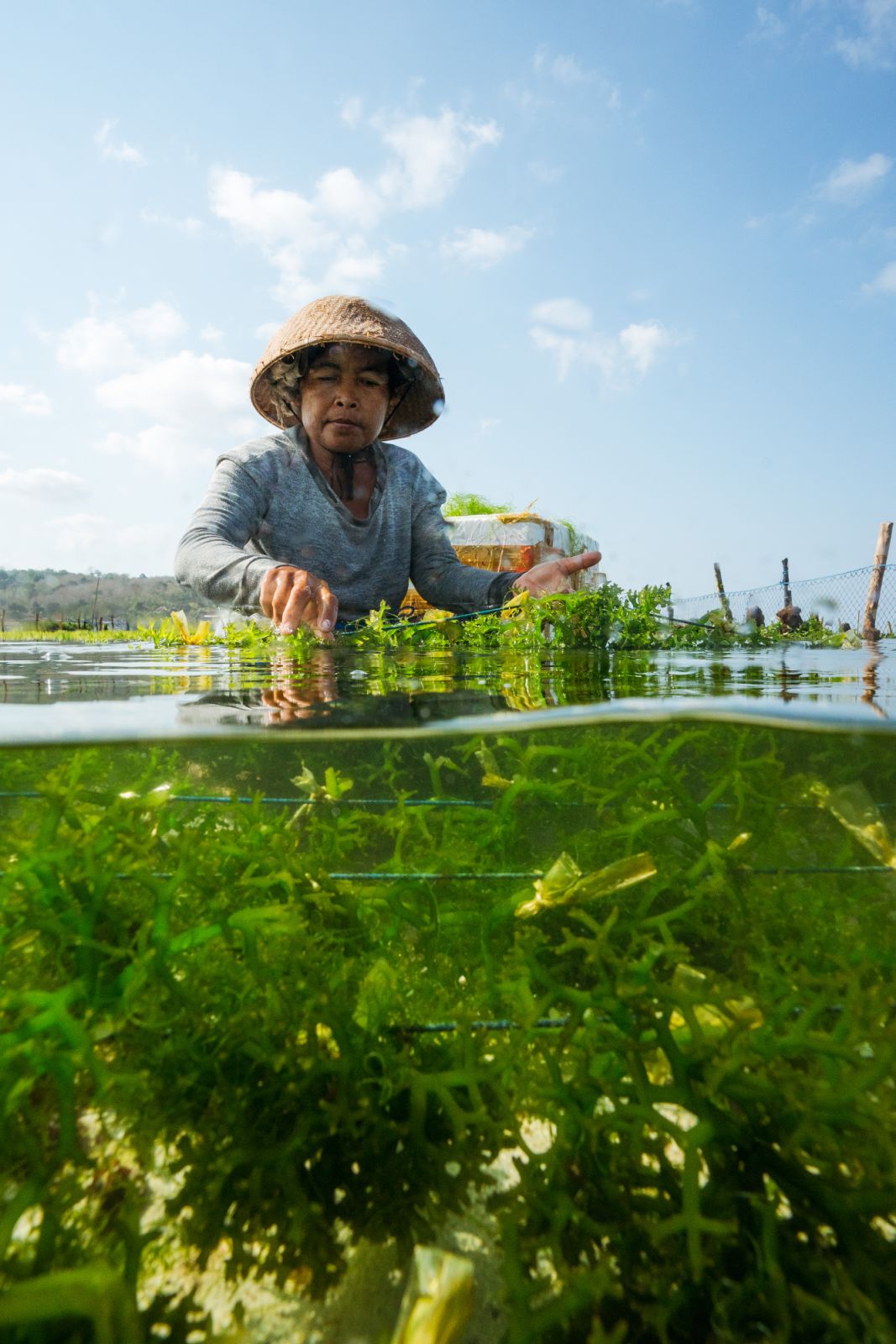 Seaweed farmer Ni Nyoman Seruni harvesting seaweed at the Satya Posana Nusa cultivation area on Nusa Lembongan, Indonesia.