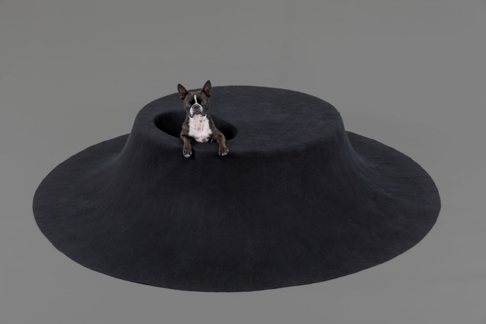 Asif Khan’s I See You is crafted specifically for black-furred dogs