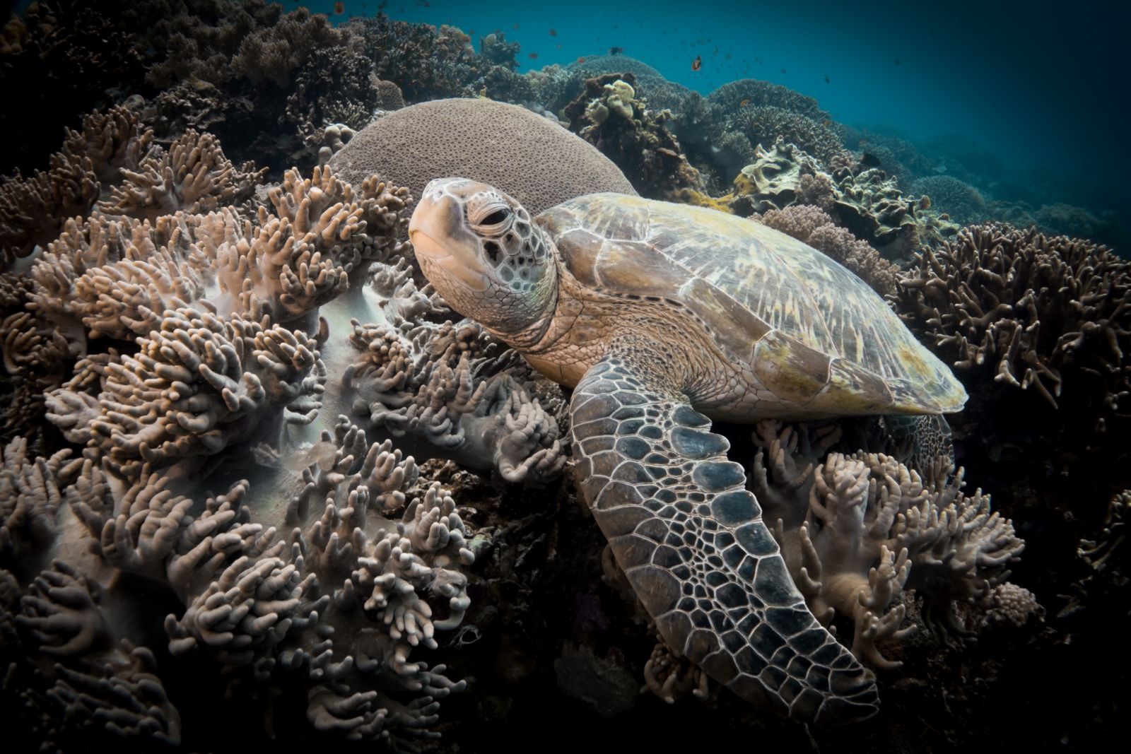 A sea turtle in Apo Reef Natural Park (Photo: Anna Varona/Wikimedia Commons)