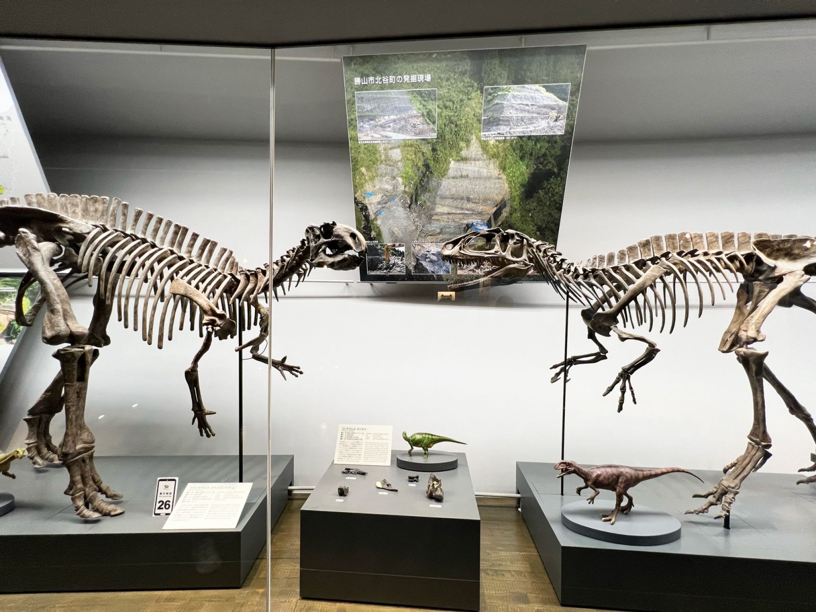 Fukuisaurus tetoriensis and Fukuiraptor kitadaniensis. (Photography by Maritess Garcia Reyes)