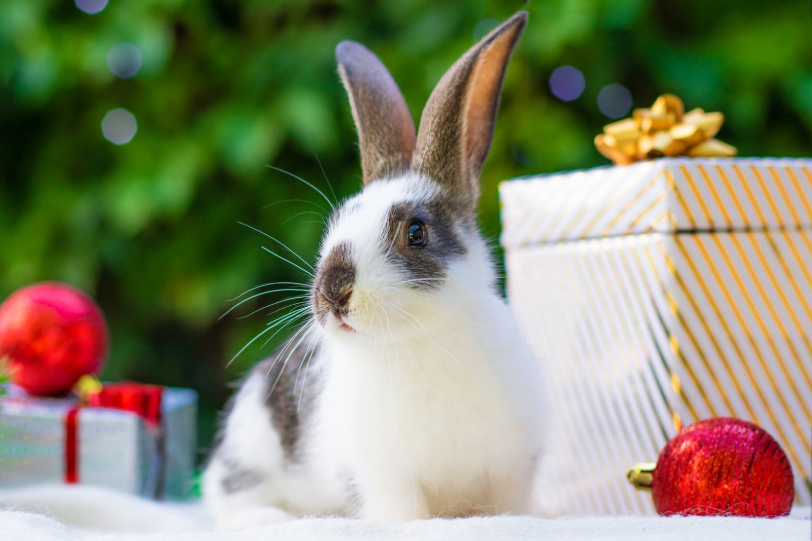 Create a safe space for your furry companions this New Year's Eve 2025 (Photo: Elena Yakimova/Getty Images)