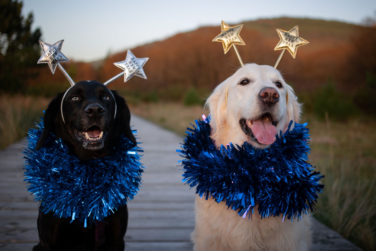 Make sure to trade tips with other pet owners this New Year's Eve 2025 (Photo: Maria Hormeno Diaz/Getty Images)