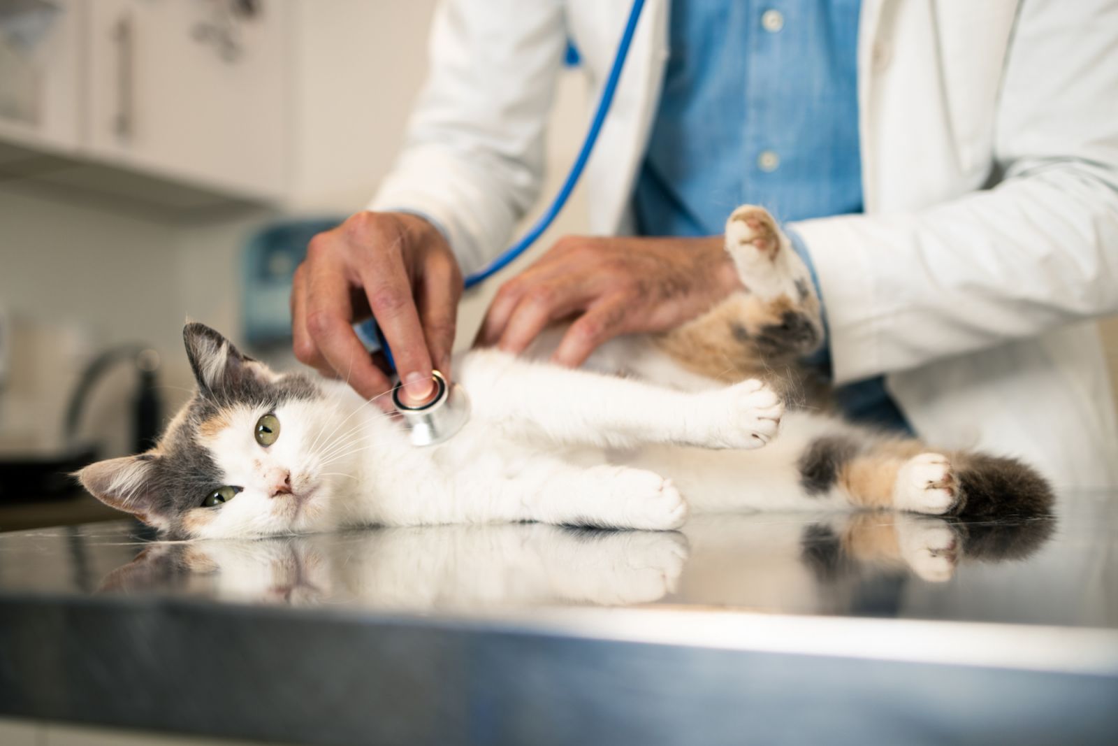 New Year's Eve tip: Seek veterinary care (Photo: Getty Images)