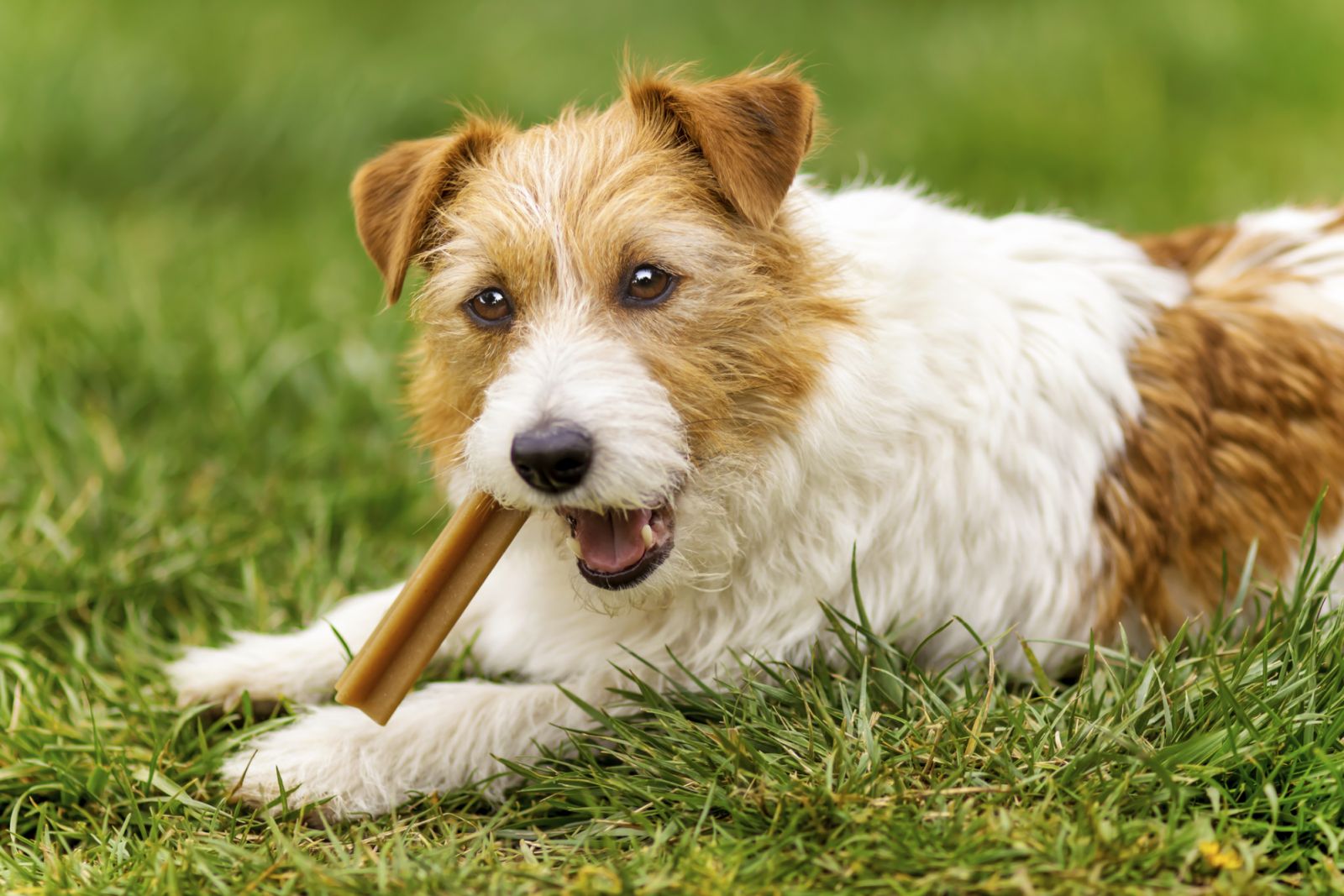 Store plenty of pet treats this New Year's Eve 2025 (Photo: Getty Images)