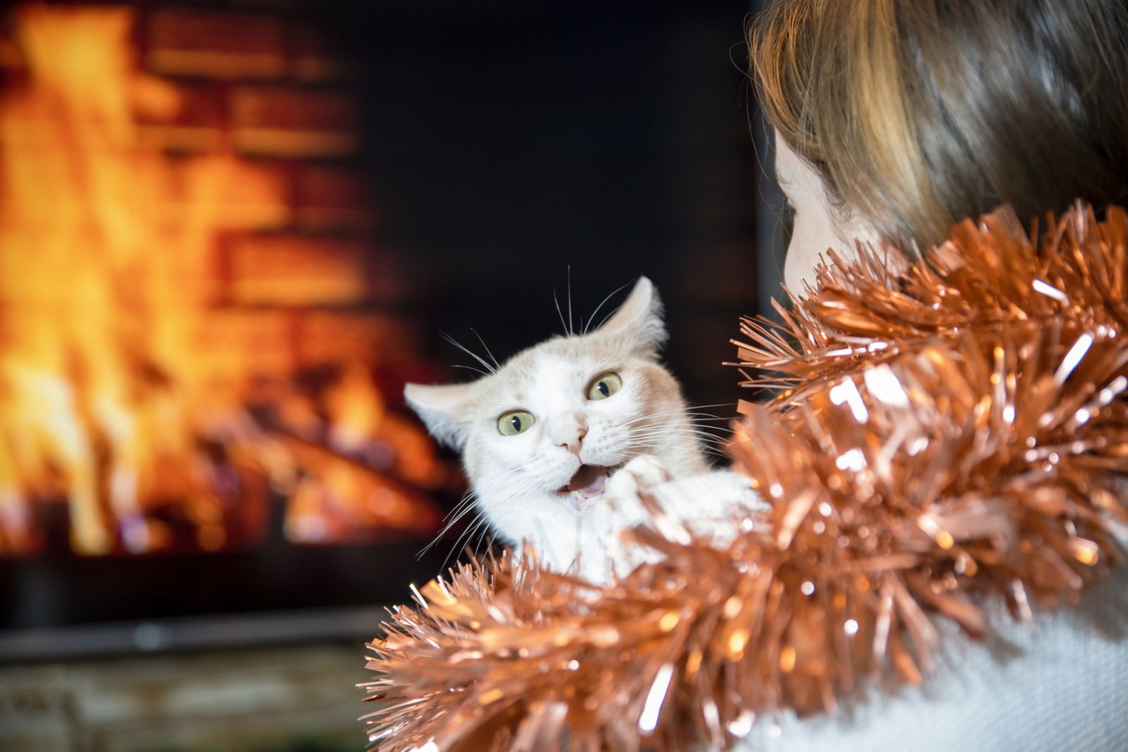 This New Year's Eve 2025, make sure your pet is with a good company (Photo: Getty Images)