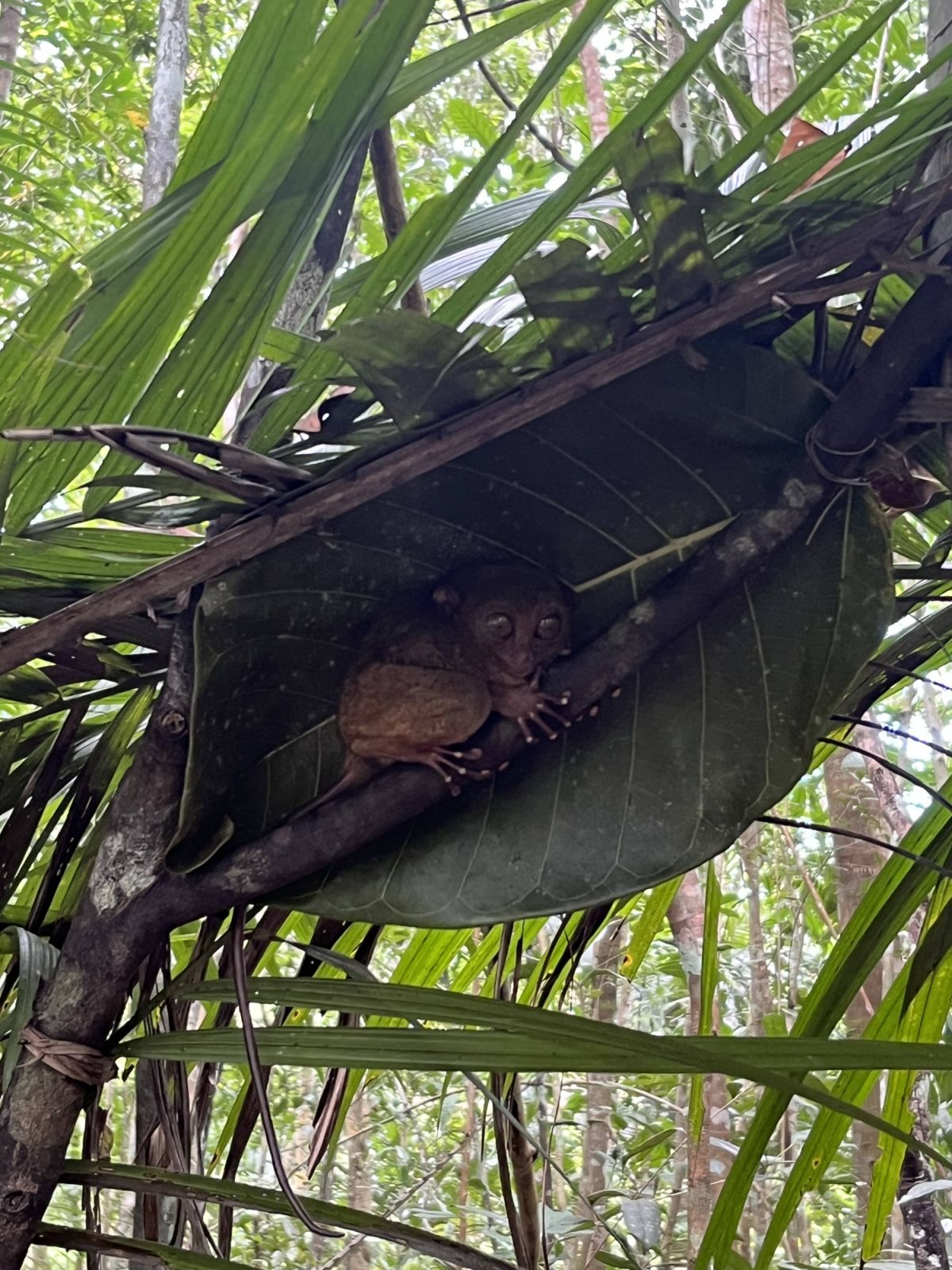 A tarsier at the Bohol Tarsier Conservation Area