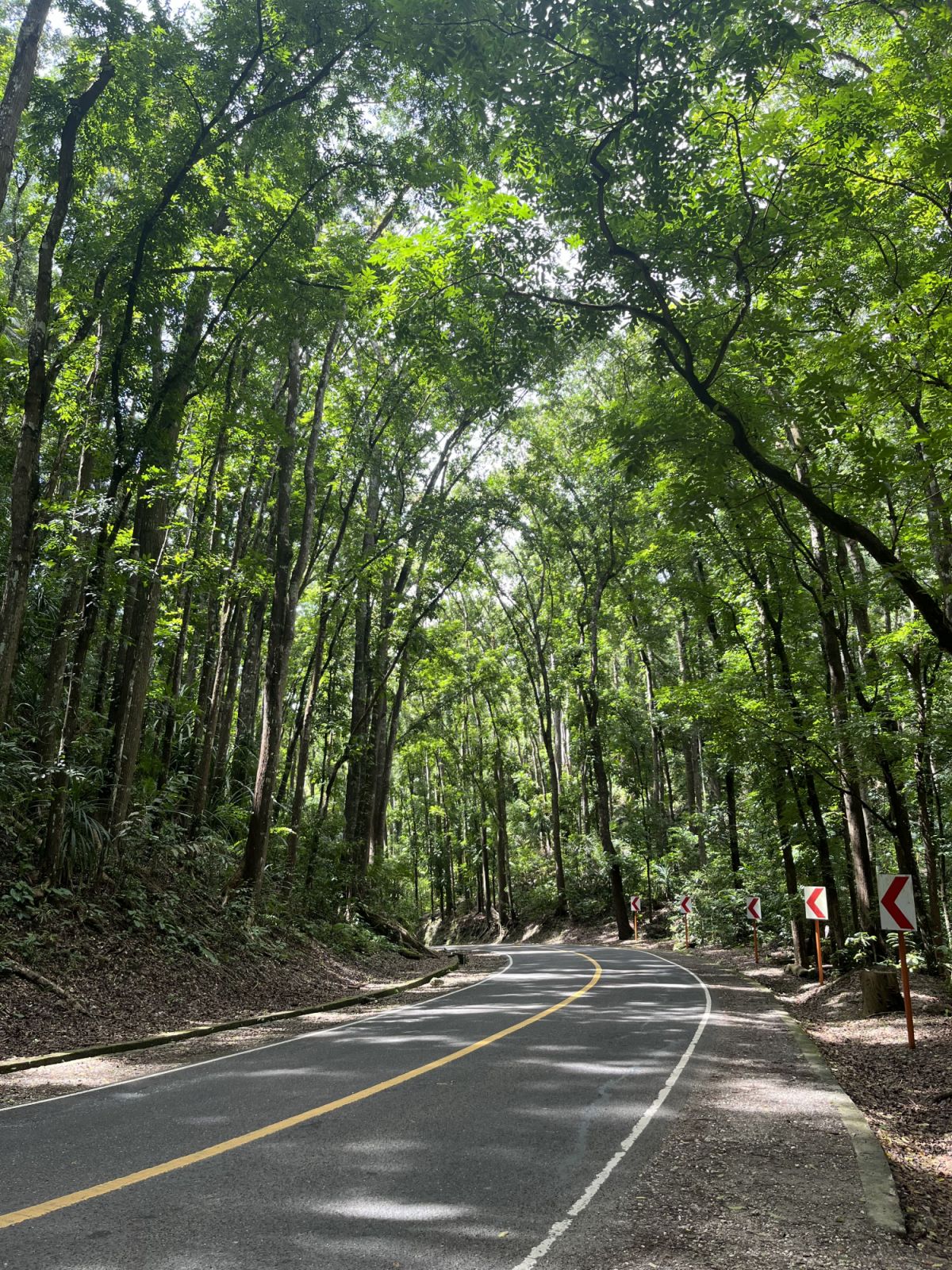 The Bilar Man-made Forest