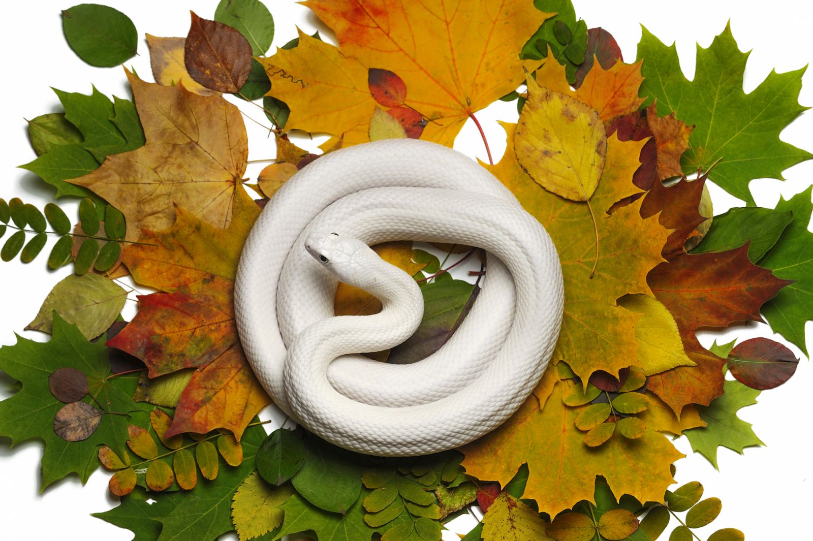 White rat snake isolated on white background