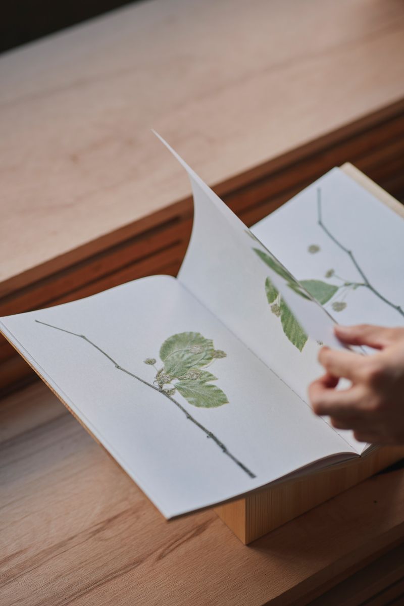 A book of botanical illustrations of the specimens