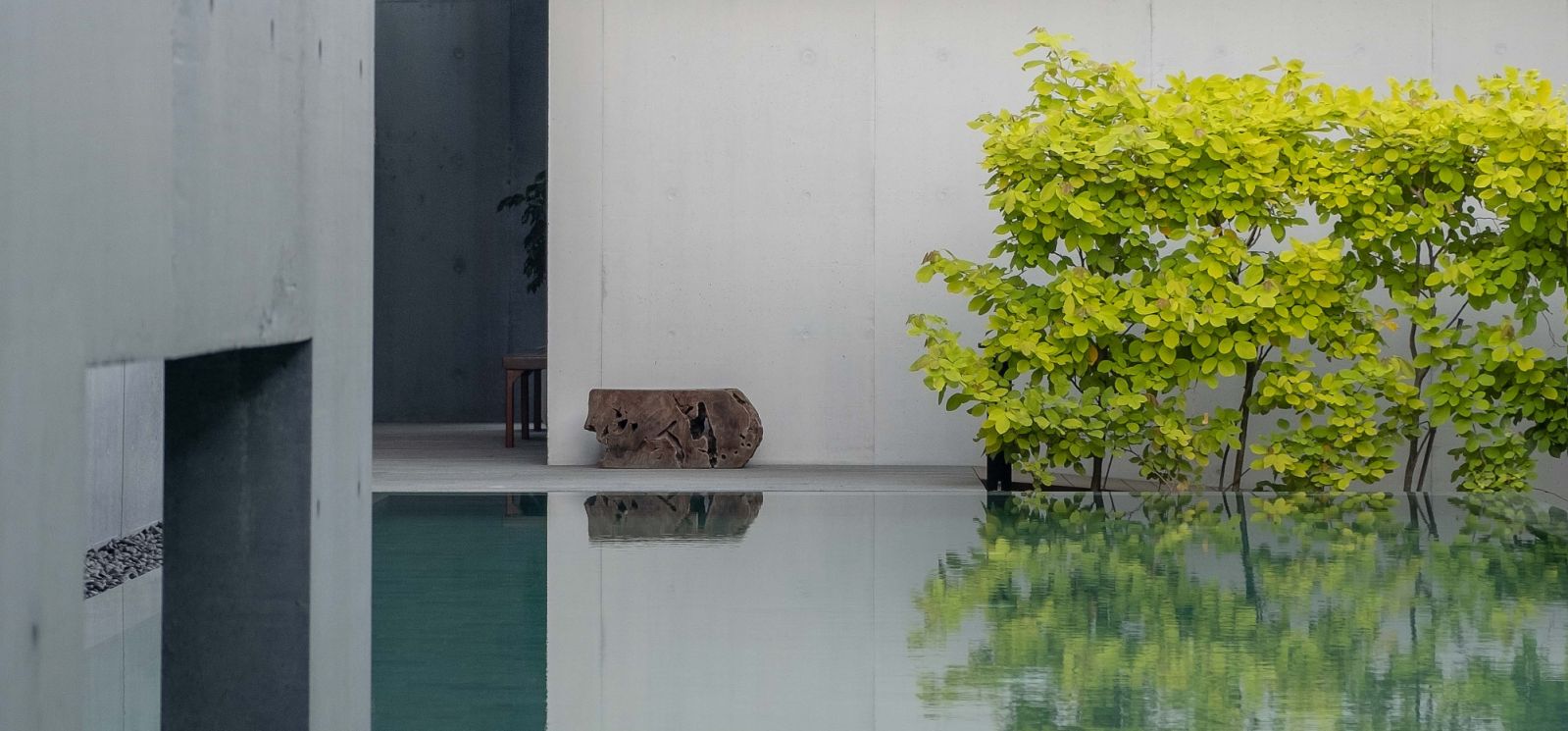 The swimming pool's reflective surface creates a mesmerising interplay between the vibrant yellow-green foliage, weathered driftwood sculpture, and stark concrete walls