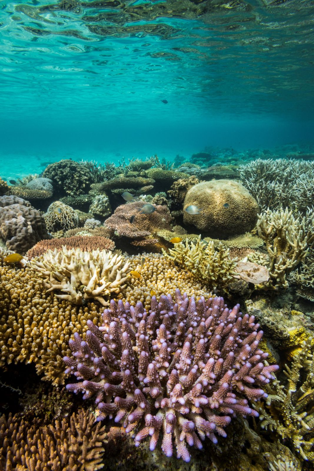 Acropora Corals, Dinot Island Marine Protected Area (Photo: courtesy of Palawan Tourism Council)