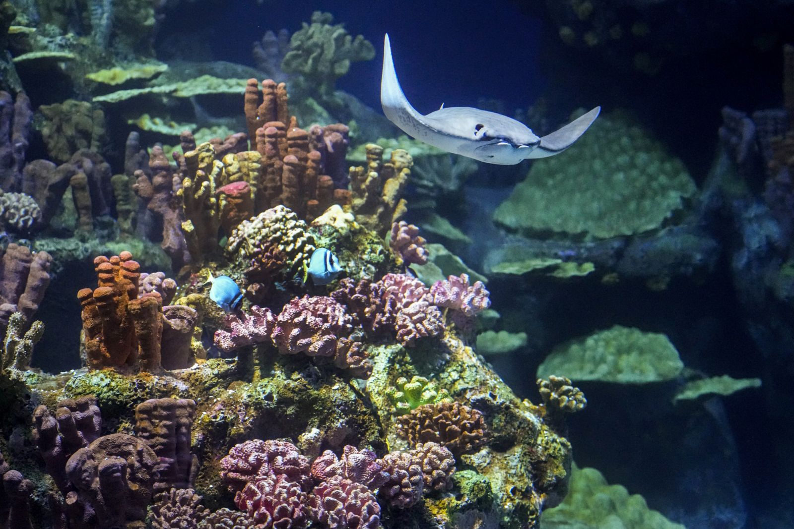 HOUSTON, TEXAS - MARCH 28: A cow nose ray swims in the One Ocean aquarium inside the Houston Zoos Galápagos Islands exhibit on Tuesday, March 28, 2023 in Houston. The zoos latest exhibit, that is scheduled to open April 7, 2023, will immerse guests in an environment evoking the archipelagos unique landscapes and oceanic habitats.
(Brett Coomer/Houston Chronicle via Getty Images)