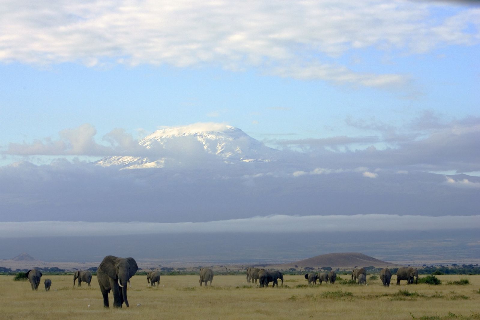 ‘Super tusker’ elephants at Amboseli National Park in Kenya, with Mt Kilimanjaro in the distance