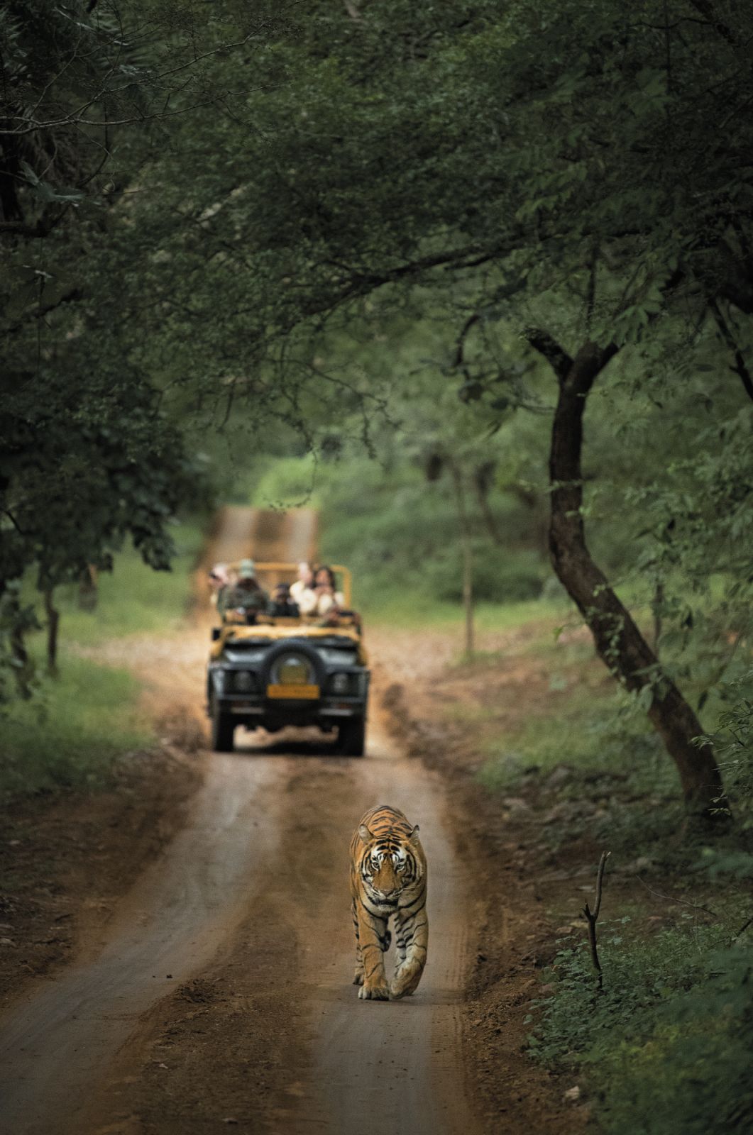 A tiger safari with naturalists from Sujan Sher Bagh in India