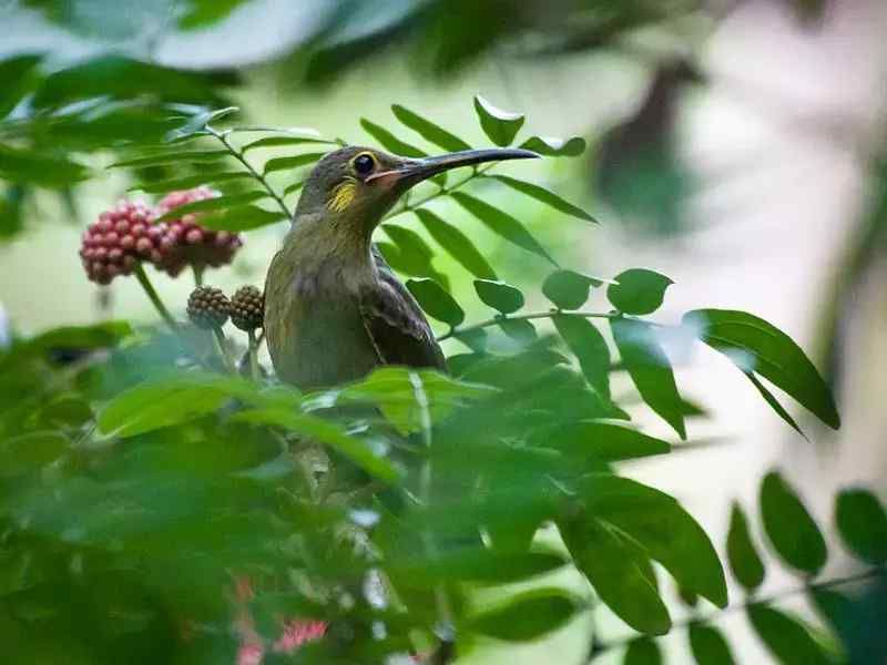A diverse wildlife that has made the TRX City Park home