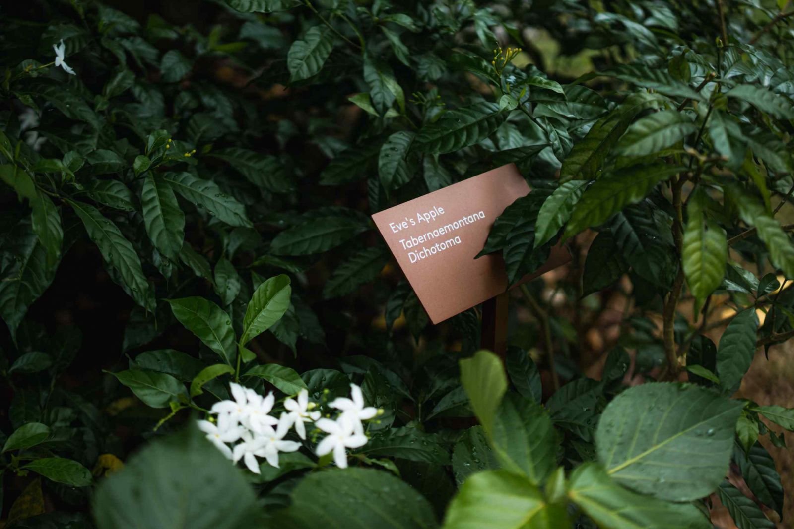 Nearly 180,000 locally sourced plants can be found in TRX City Park