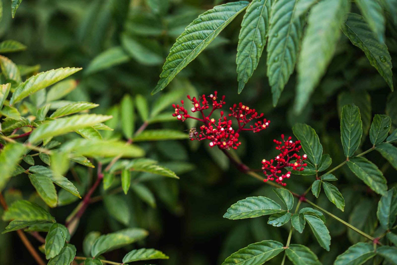 The use of indigenous planting provides sustainable benefits for local wildlife
