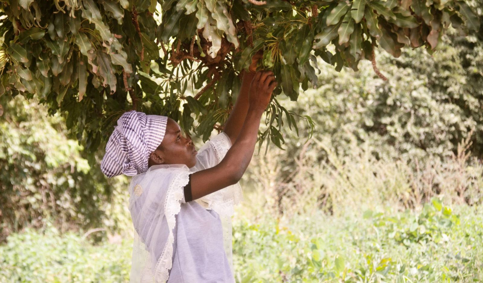 The women of Burkina Faso harvesting shea nuts