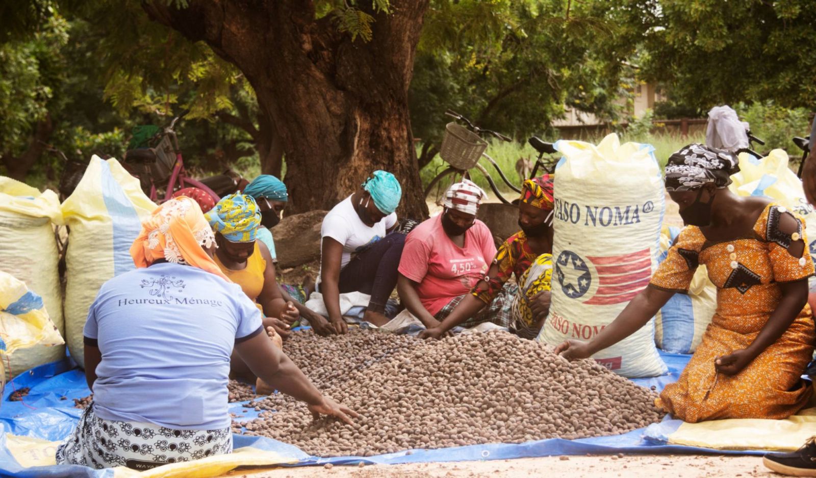 The women of Burkina Faso harvesting shea nuts