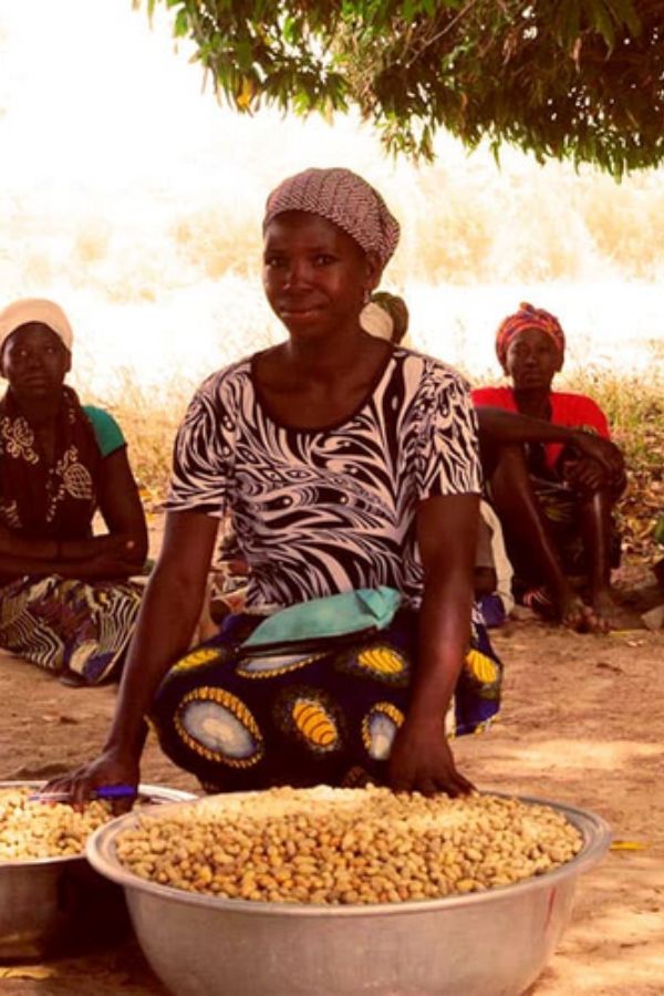 Women in Burkina Faso harvesting shea nuts