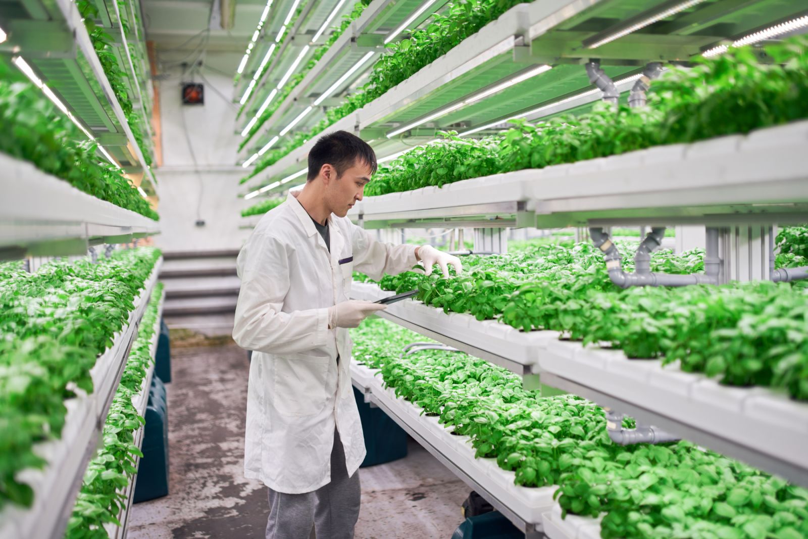 การปลูกพืชแนวตั้ง (vertical farm) หนึ่งในการปลูกพืชภายใต้การควบคุมสภาพแวดล้อมหรือ controlled environment agriculture (ภาพ: Getty images)