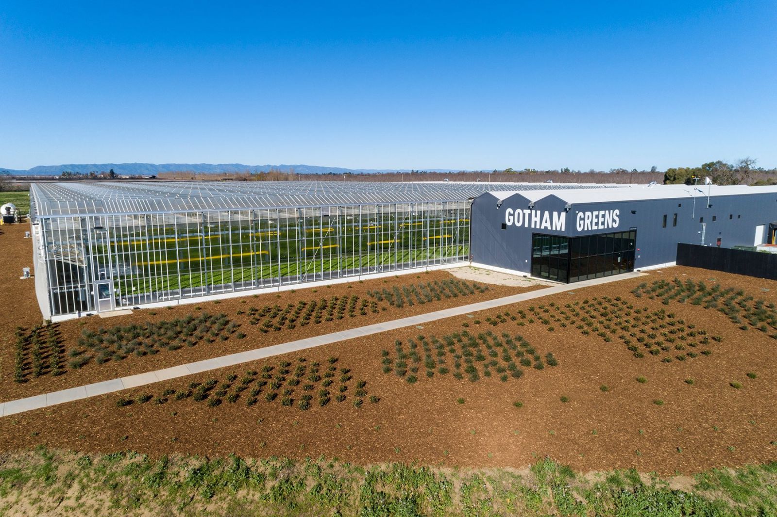 พืชเรือนกระจกของ Gotham Greens ที่รัฐแคลิฟอร์เนีย สหรัฐอเมริกา (ภาพ: gothamgreens.com)