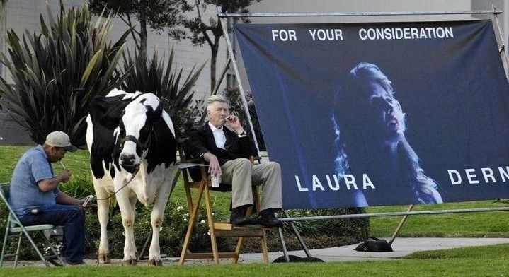 Director David Lynch used a live cow for Laura Dern's Inland Empire Oscar nomination (Photo: Reuters)