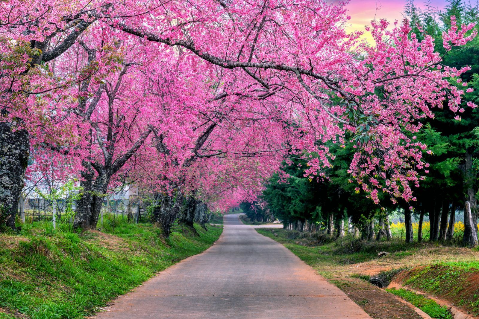 Hàng cây hoa anh đào tuyệt đẹp tại Chiang Mai (Ảnh: Getty Images).