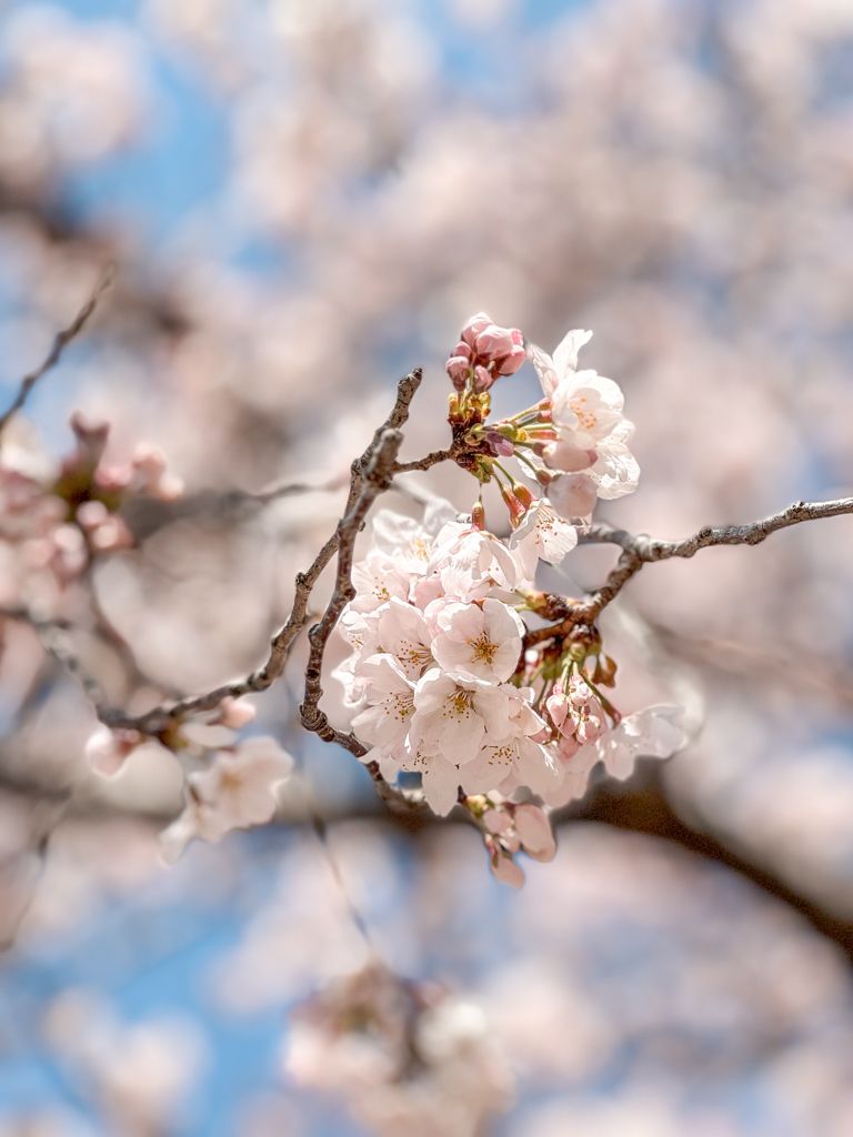 Jinhae là nơi sở hữu nhiều hoa anh đào nhất tại Hàn Quốc (Ảnh: Jessica/A Passion and A Passport).