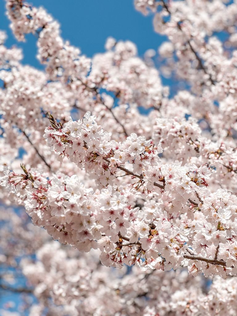 Jinhae là nơi sở hữu nhiều hoa anh đào nhất tại Hàn Quốc (Ảnh: Jessica/A Passion and A Passport).
