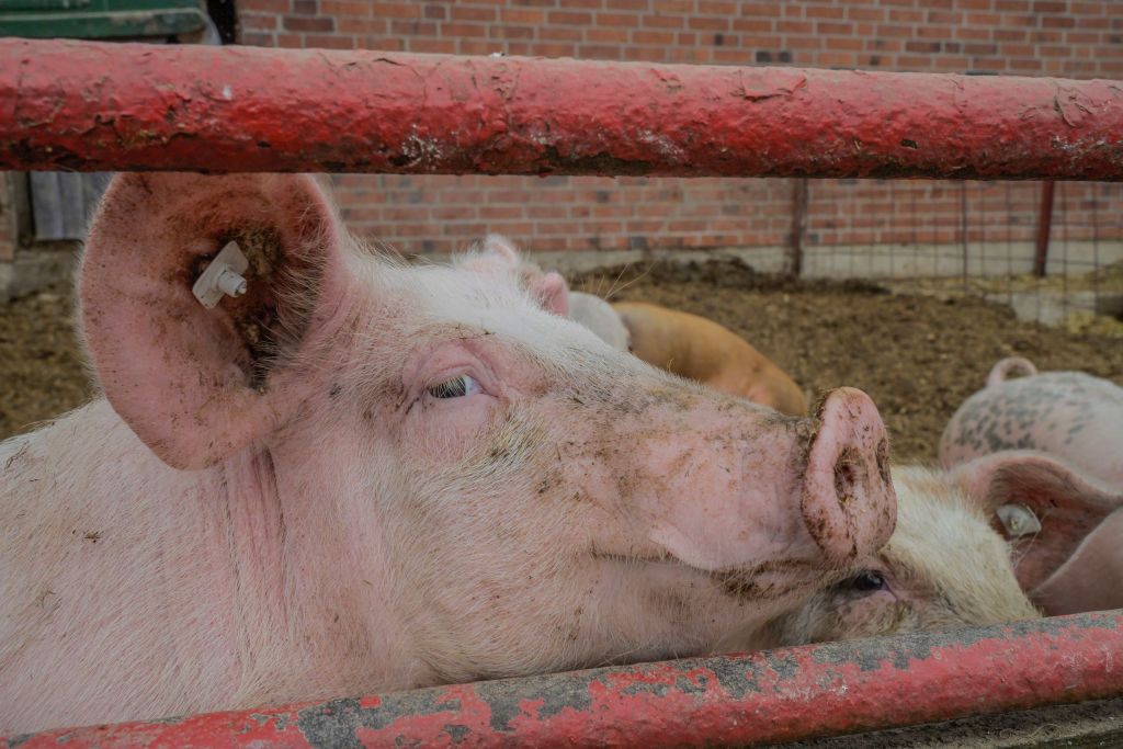 Domestic pigs, stable, Lower Saxony. (Photo by: Bildagentur-online/Schoening/Universal Images Group via Getty Images)