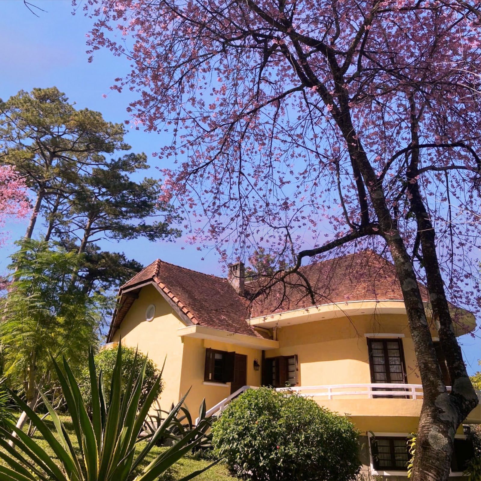 Ana Mandara Villas Dalat Resort & Spa, đón thời khắc giao thừa dưới tán hoa anh đào