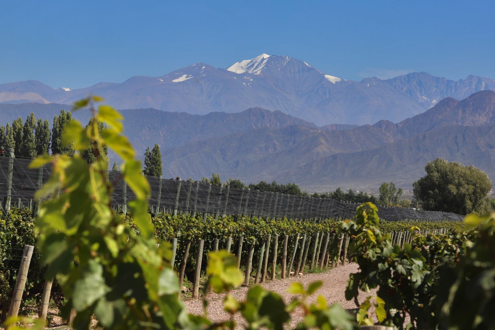 Luján de Cuyo district of Mendoza province, Argentina (Photo by David Silverman/Getty Images)