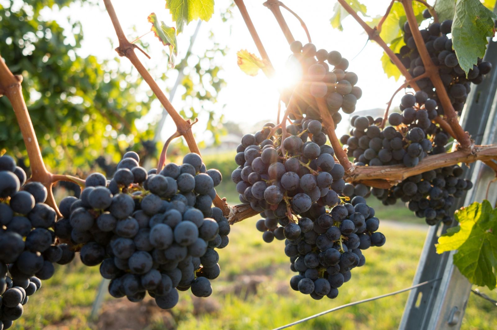 Wine 101 Alex Lichaytoo - David Kohler / Unsplash