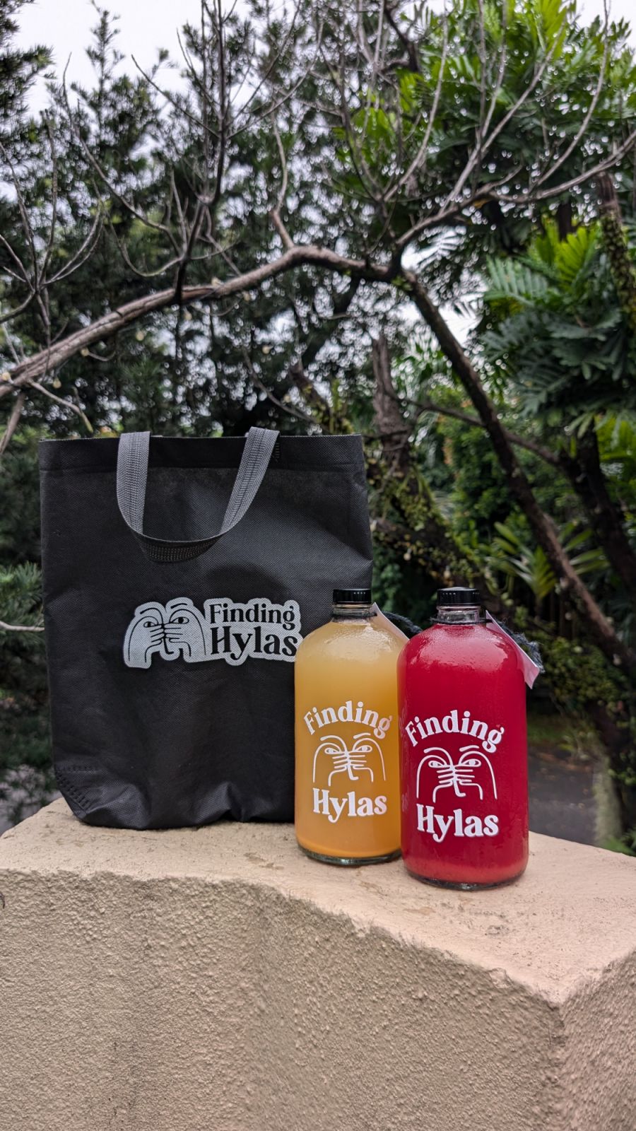 Finding Hylas Kombucha