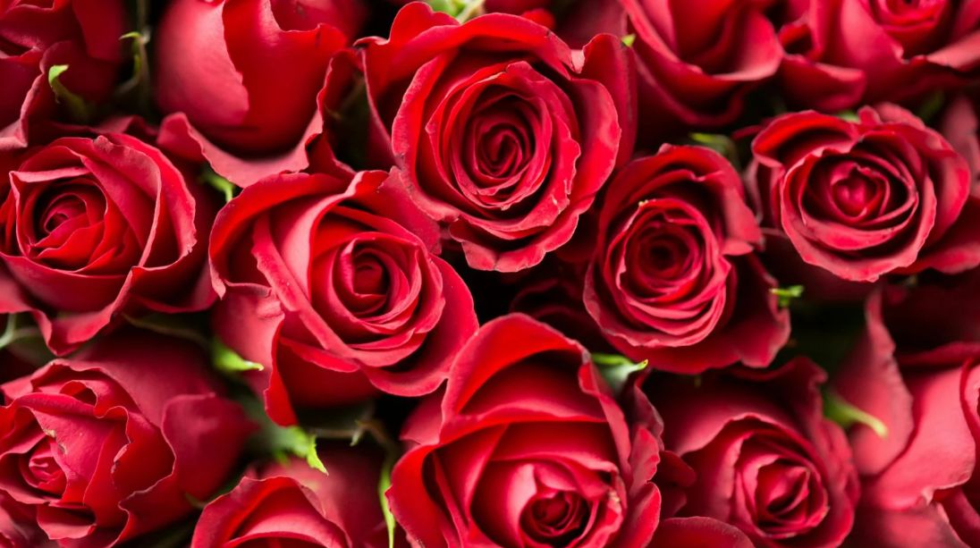A close up photo of red flowers (Photo: Pexels)