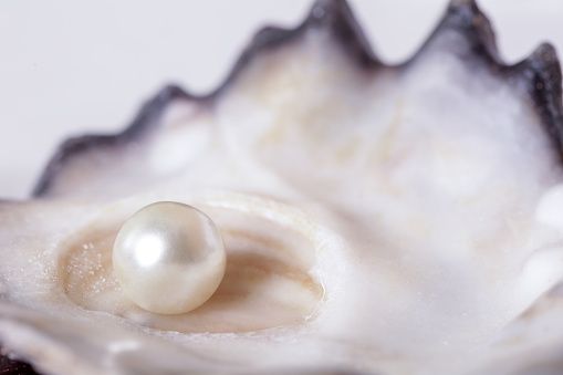 Single pearl in an oyster shell