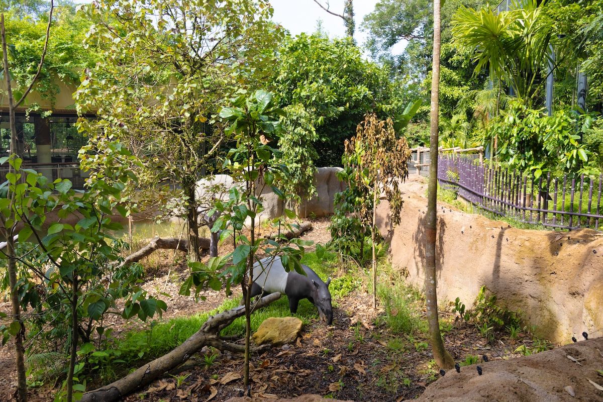 The Malayan tapir
