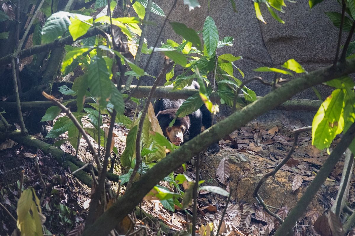 The Malayan sun bear